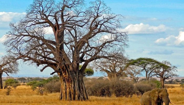 Tarangire-National-Park2